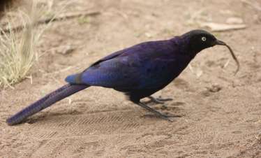 Birding