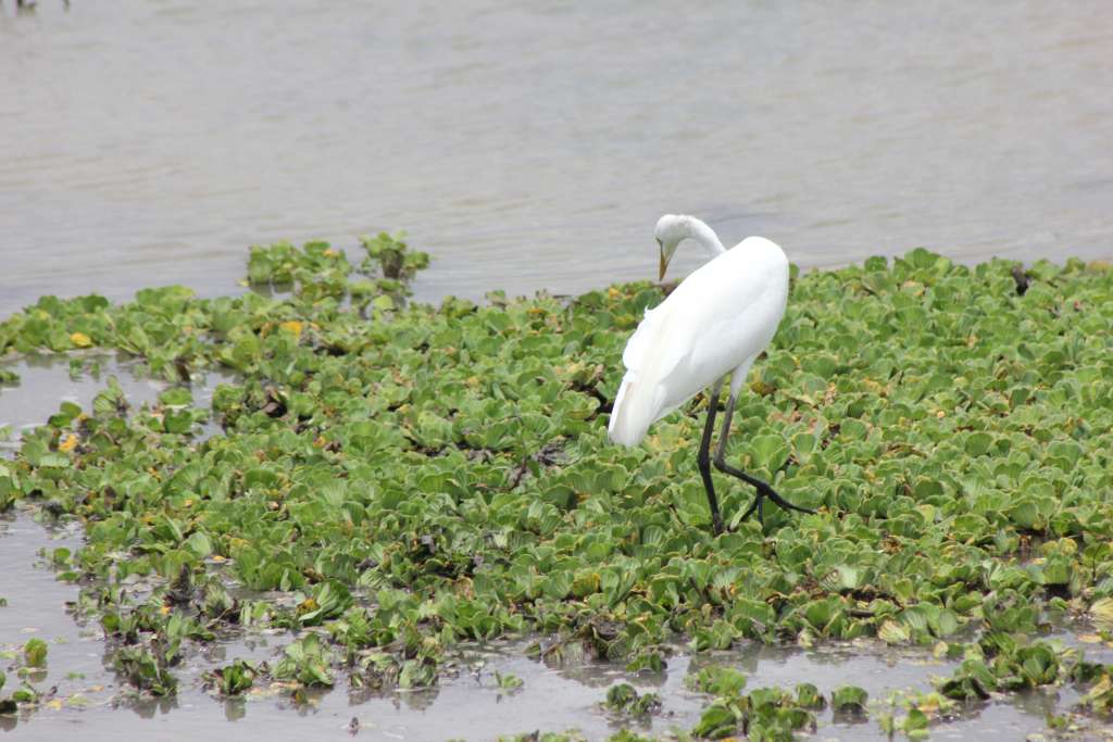 Tanzania Birding Tour