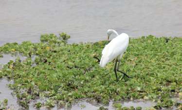 Tanzania Birding Tour
