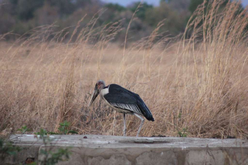 21 Days Lake Victoria to the East Coast Tanzania Birding