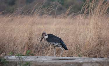 21 Days Lake Victoria to the East Coast Tanzania Birding
