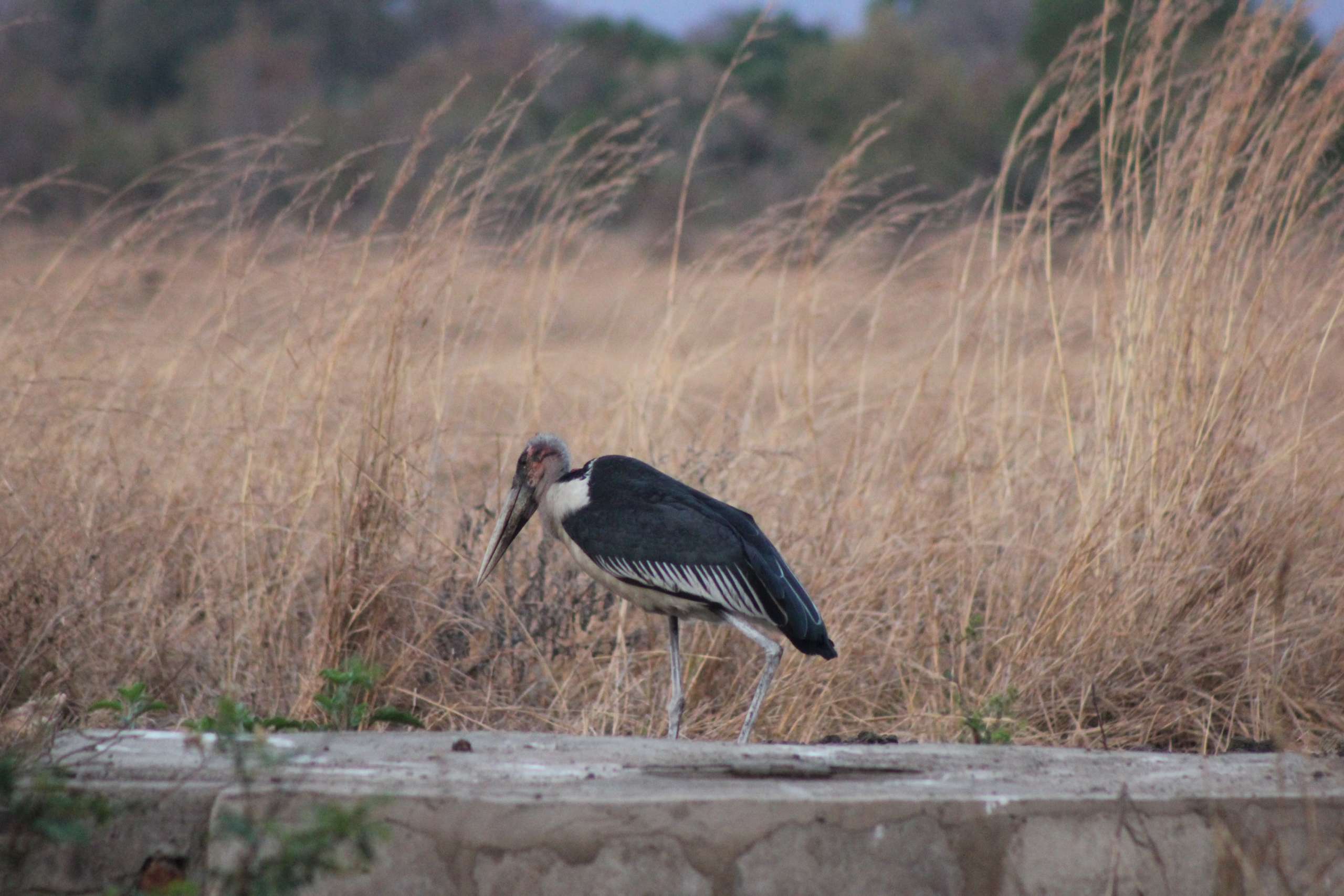 21 Days Lake Victoria to the East Coast Tanzania Birding