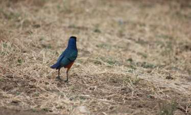 Tanzania Birding
