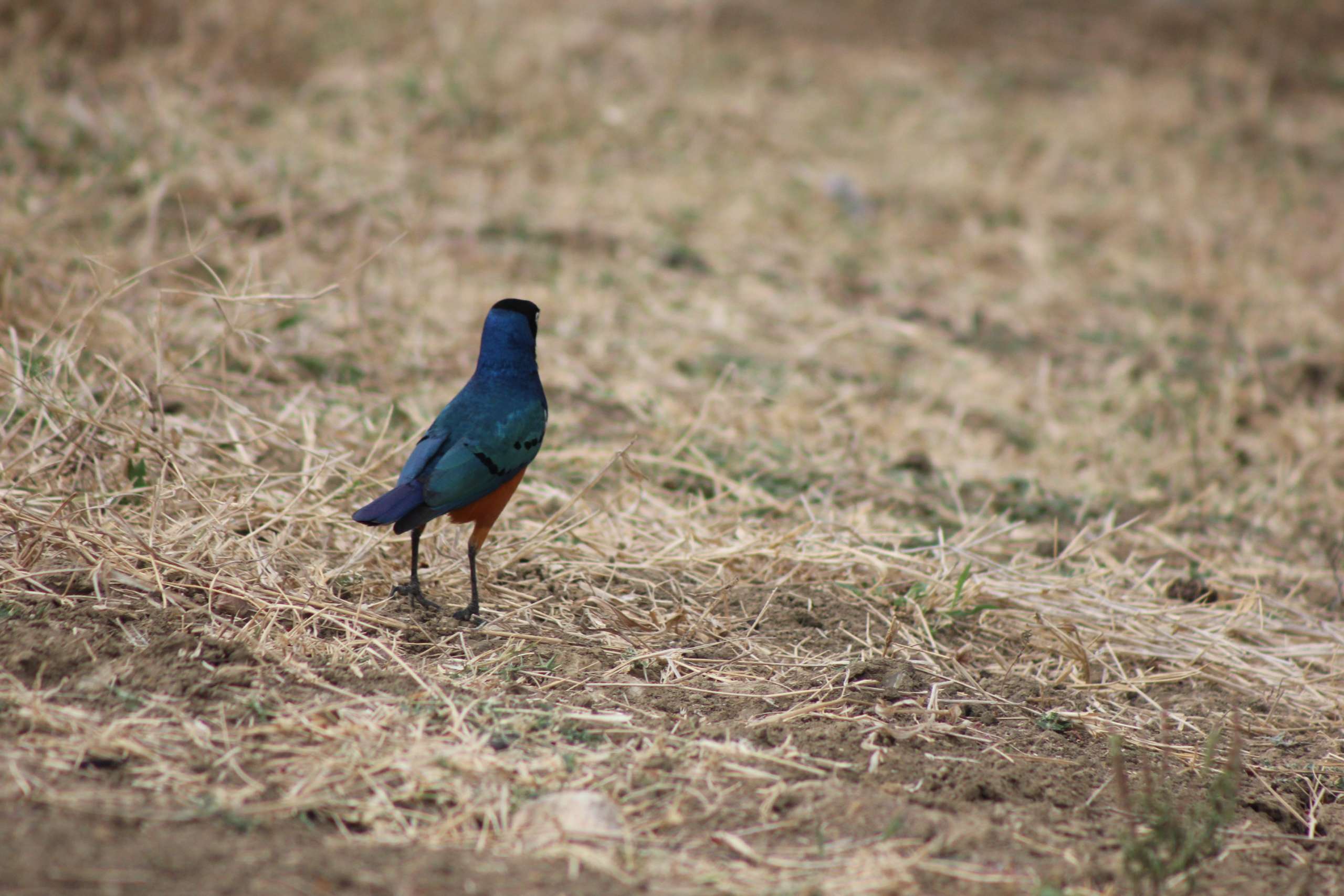 Tanzania Birding Safari – 21 Days of Endemic and Specialty Species
