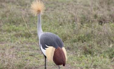 Tanzania Birding