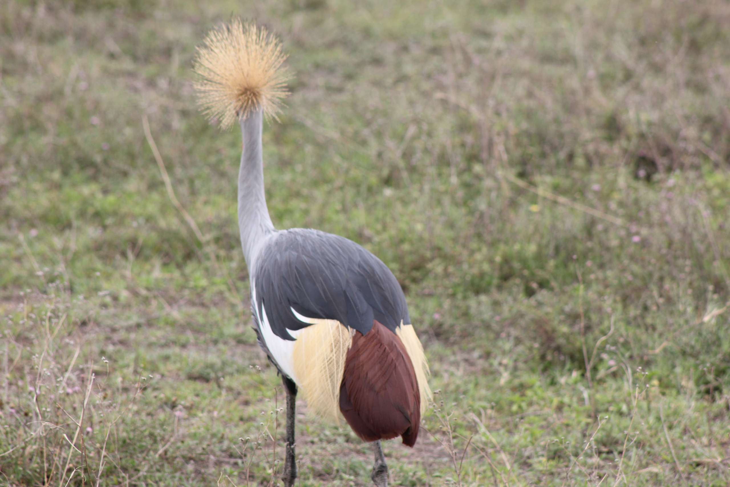Tanzania Birding Safari – 21 Days of Endemic and Specialty Species