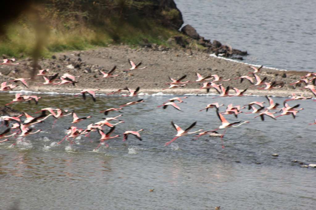 Ultimate Birding Expedition in Tanzania
