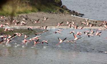 Ultimate Birding Expedition in Tanzania