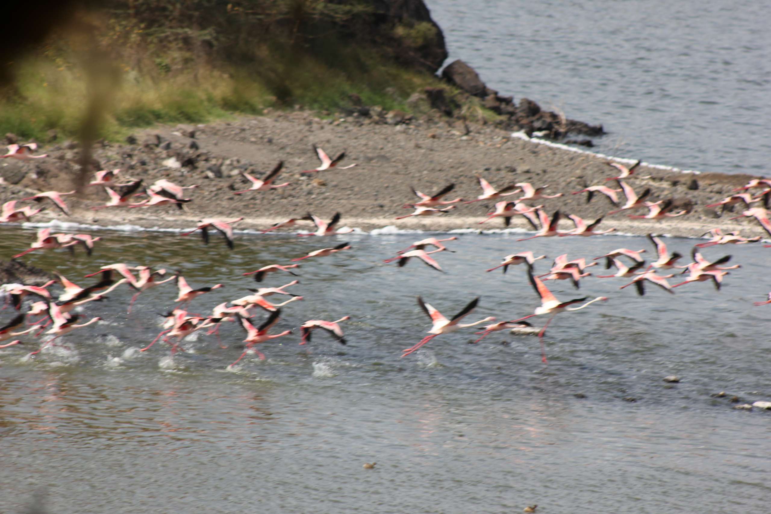 Ultimate Birding Expedition in Tanzania
