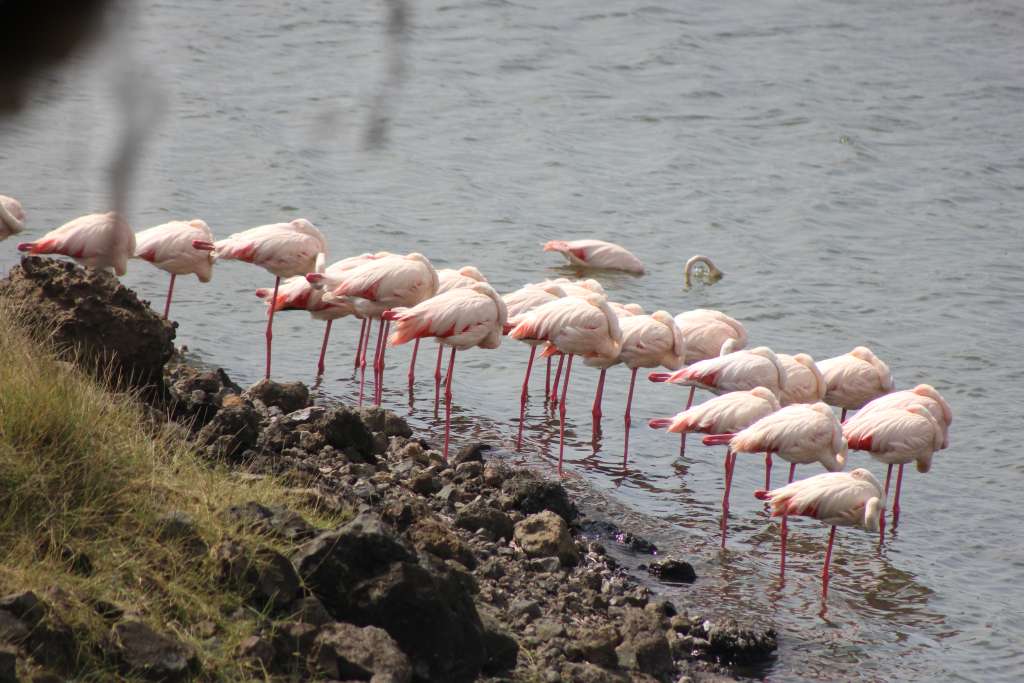 Ultimate Birding Expedition in Tanzania