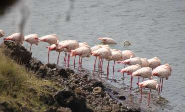 Ultimate Birding Expedition in Tanzania
