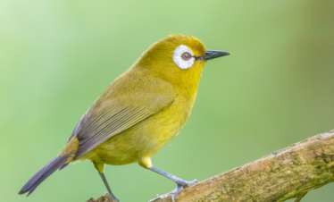 21 Days Lake Victoria to the East Coast Tanzania Birding