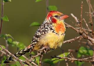 13 Days Fam Trip Professional Birding