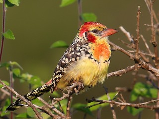 13 Days Fam Trip Professional Birding