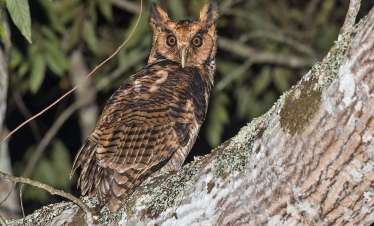 Tanzania Birding Tour