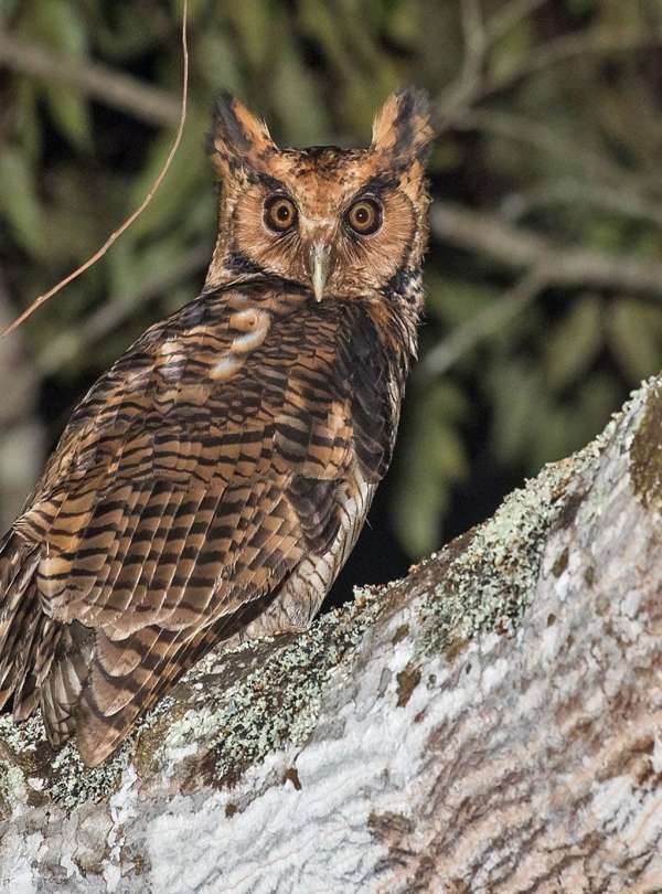 Tanzania Birding Tour