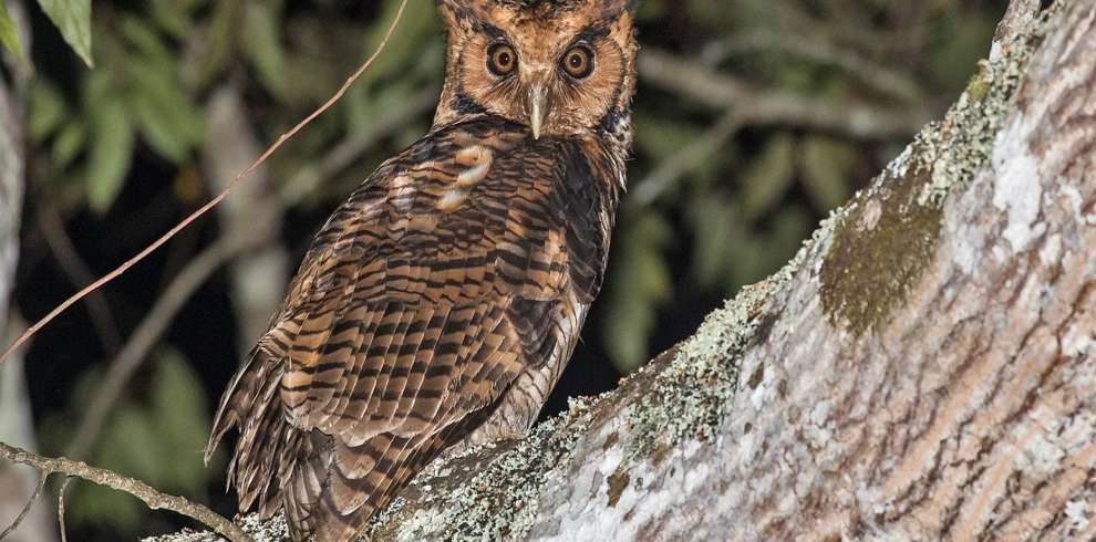 Tanzania Birding Tour