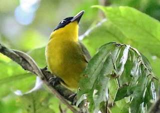 21 Days Endemic Tanzania Birding Safari