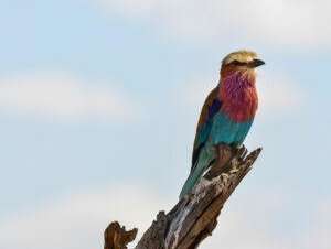 Birding