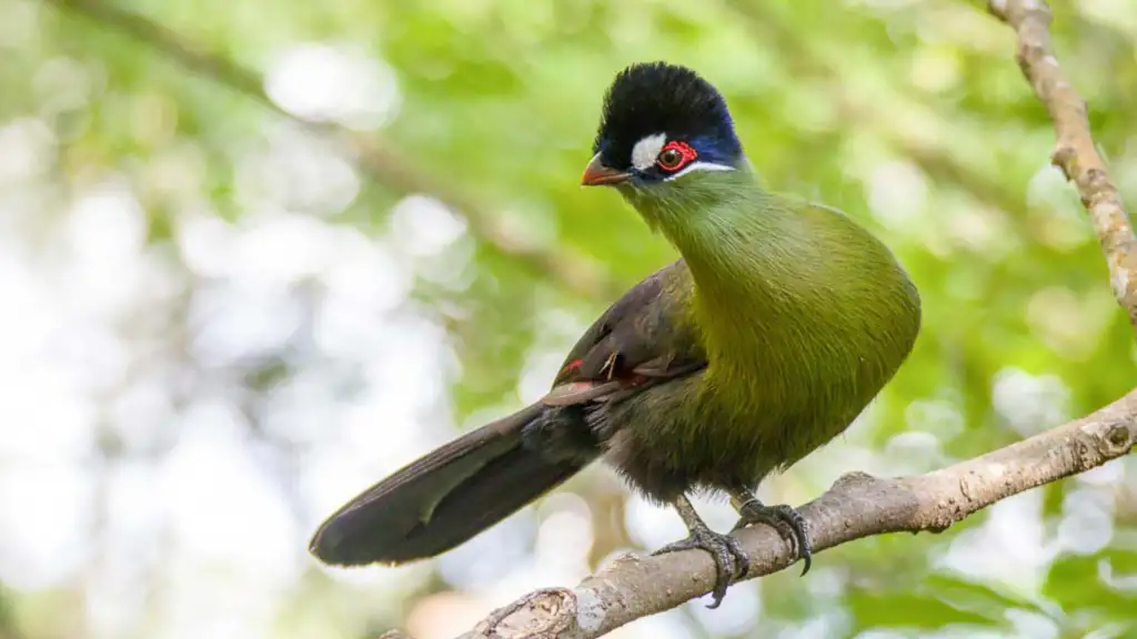 21 Days Lake Victoria to the East Coast Tanzania Birding