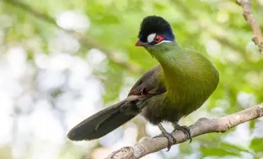 21 Days Lake Victoria to the East Coast Tanzania Birding