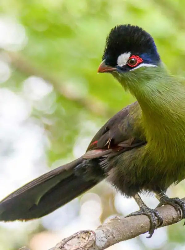 21 Days Lake Victoria to the East Coast Tanzania Birding