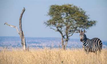 Tarangire