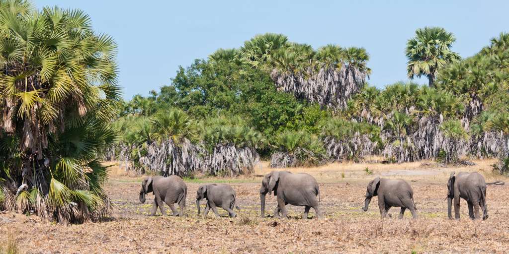 Tarangire