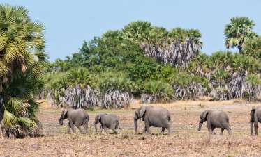 Tarangire