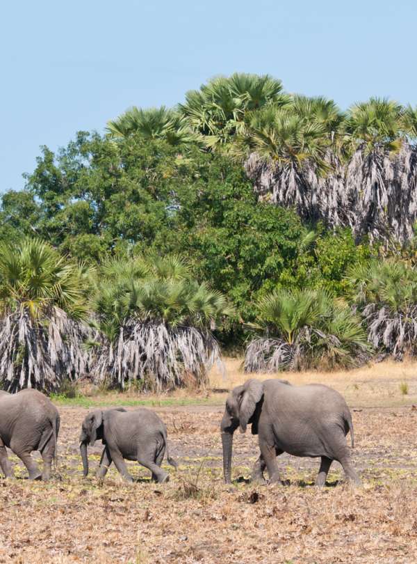 Tarangire