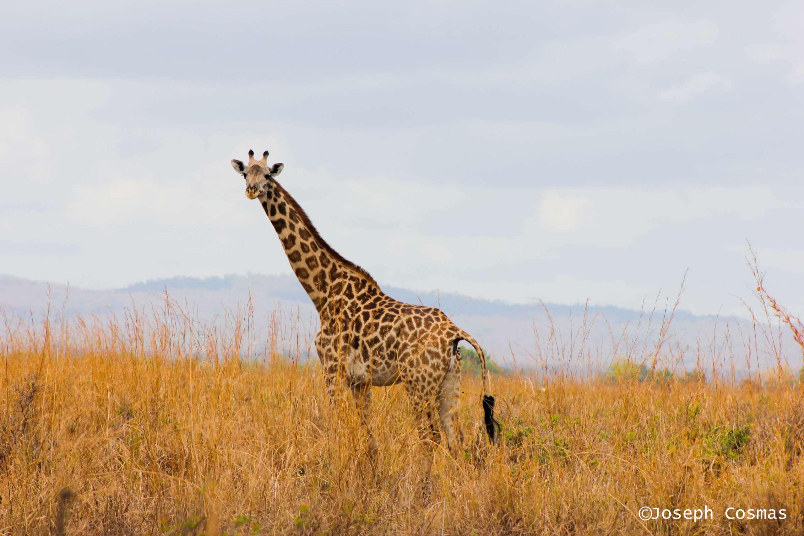 2 Days Mikumi National Park