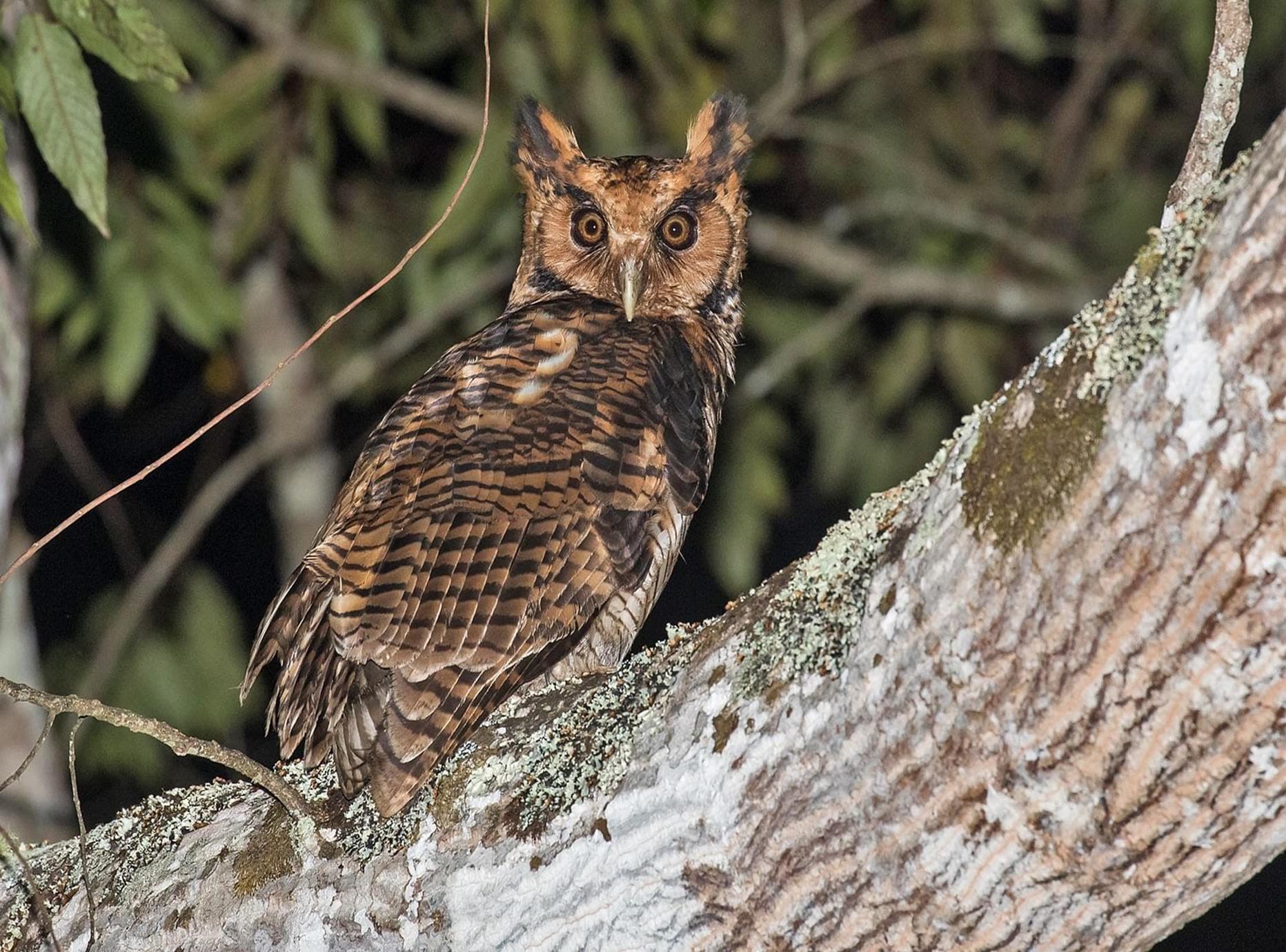 Tanzania Birding Tour