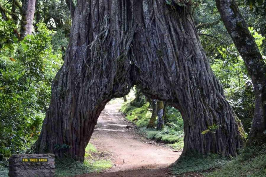 Arusha National Park