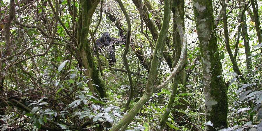 Bwindi Impenetrable Forest