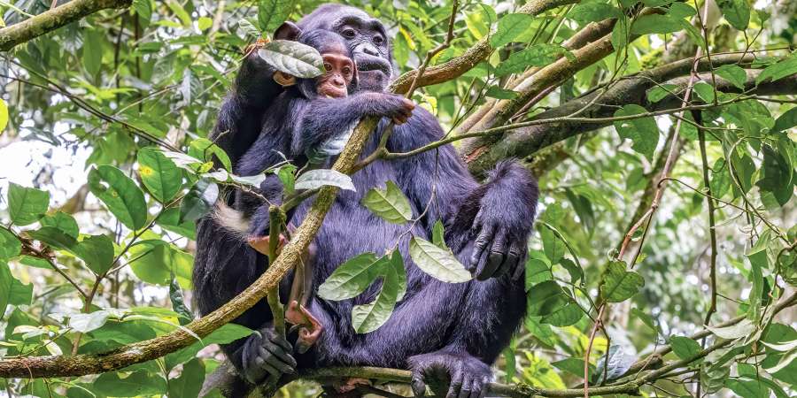 Kibale-National-Park