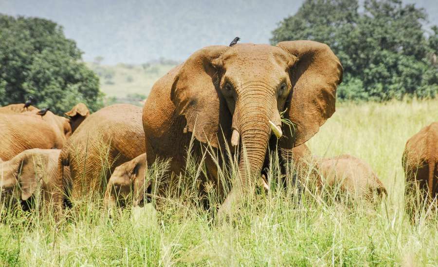 Kidepo Valley National Park