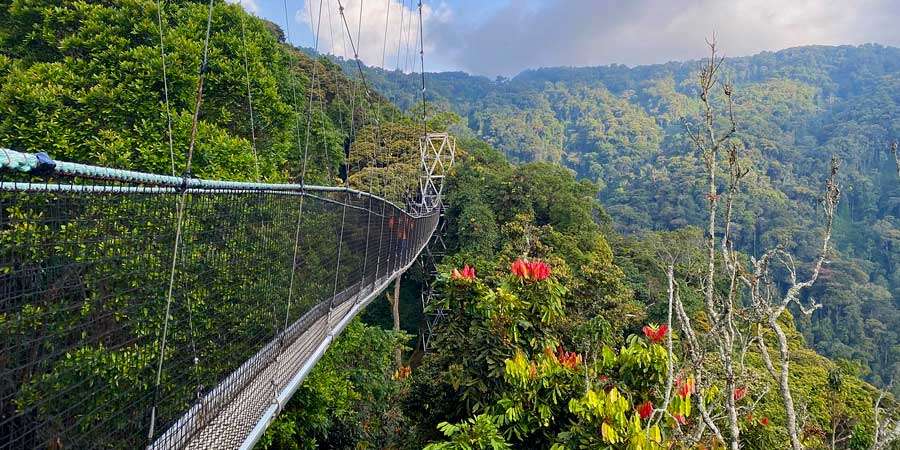 Nyungwe Forest National Park