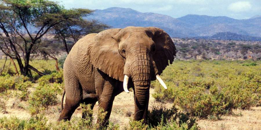 Samburu National Park