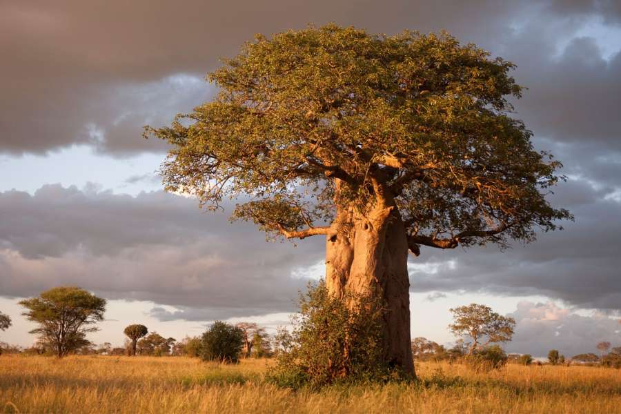 boabab-tarangire-national-park