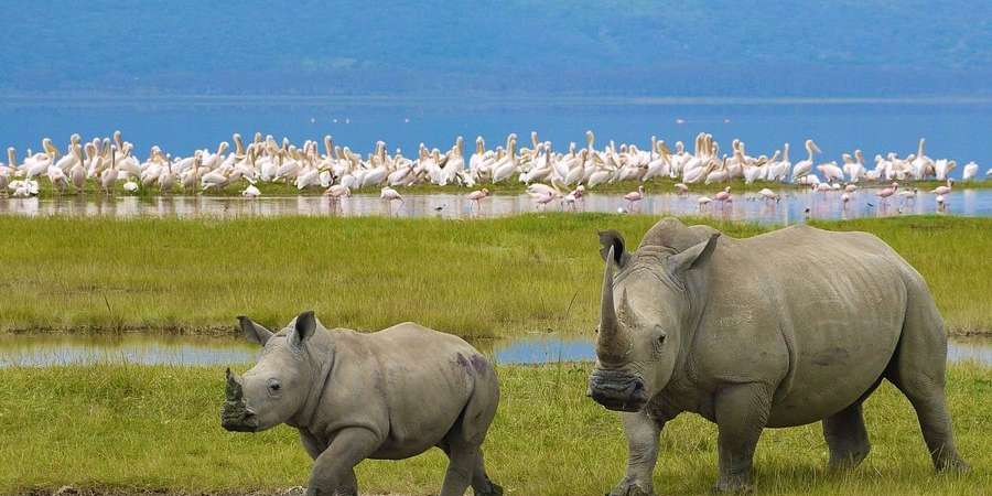 nakuru-national-park
